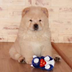 Birbirinden Sevimli  Chow Chow Çin Aslanı Yavrularımız 3