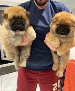 CHOW CHOW ( Çin Aslanı ) YAVRULARI 1