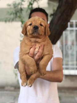 Satılık Baby Face Golden Retriever Yavruları 2