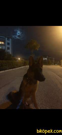 7 AYLIK ALMAN KURDU 2