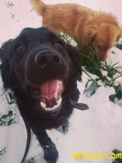 7 Aylık American Cocker Ve 1 Yaşında Golden Retriever 5