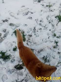 7 Aylık American Cocker Ve 1 Yaşında Golden Retriever 3