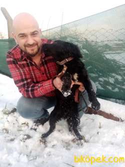 7 Aylık American Cocker Ve 1 Yaşında Golden Retriever 4