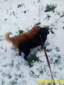 7 Aylık American Cocker Ve 1 Yaşında Golden Retriever 1