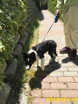 7 Aylık Border Collie Kızımıza Yuva Arıyoruz 3