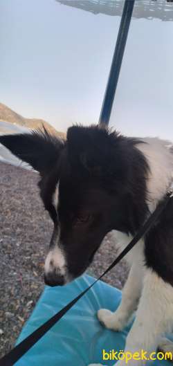 7 Aylık Border Collie Kızımıza Yuva Arıyoruz 5