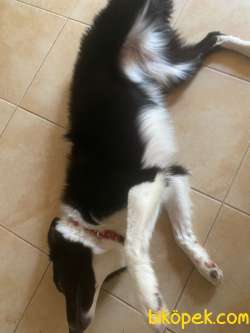 7 Aylık Border Collie Kızımıza Yuva Arıyoruz 1