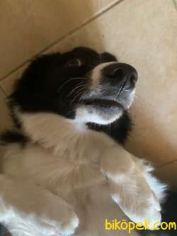 7 Aylık Border Collie Kızımıza Yuva Arıyoruz 4