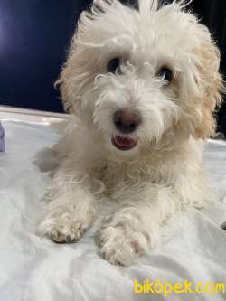 7 Aylık Dişi Maltipoo Terrier 2