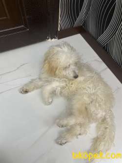 7 Aylık Dişi Maltipoo Terrier 3