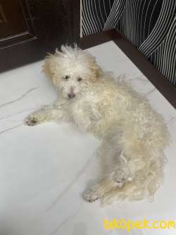 7 Aylık Dişi Maltipoo Terrier 4