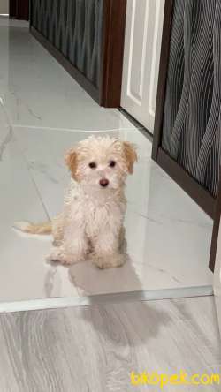 7 Aylık Dişi Maltipoo Terrier 1