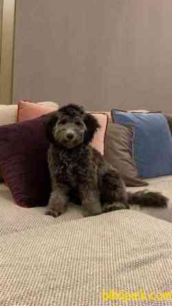 7 Aylık Dişi Silverpoodle 2