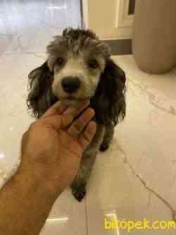 7 Aylık Dişi Silverpoodle 3