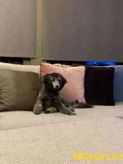 7 Aylık Dişi Silverpoodle 1