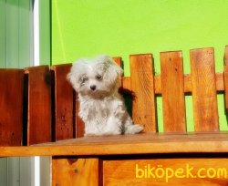 ÇOK ÖZEL DİŞİ TEACUP  MALTESE TERRİER 4