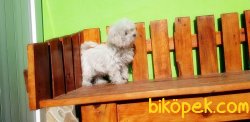 ÇOK ÖZEL DİŞİ TEACUP  MALTESE TERRİER 2