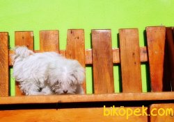 ÇOK ÖZEL DİŞİ TEACUP  MALTESE TERRİER 3