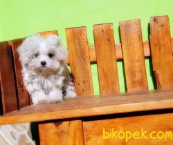 ÇOK ÖZEL DİŞİ TEACUP  MALTESE TERRİER 1
