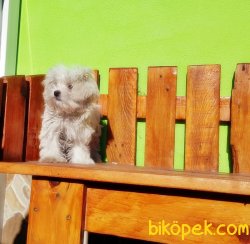 ÇOK ÖZEL DİŞİ TEACUP  MALTESE TERRİER 5