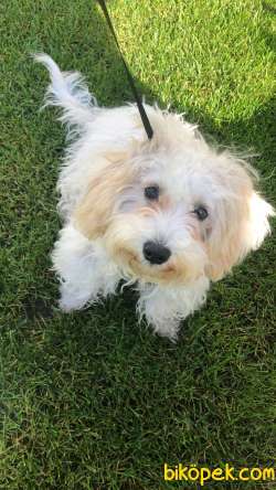7 Aylık Maltipoo Yavrumuza Sahip 1