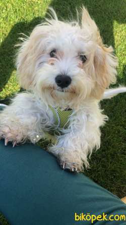 7 Aylık Maltipoo Yavrumuza Sahip 2