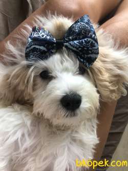 7 Aylık Maltipoo Yavrumuza Sahip 3