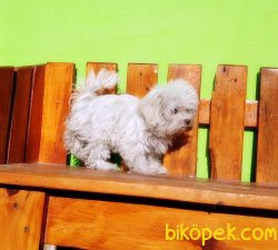 TEACUP DİŞİ MALTESE TERRİER YAVRUMUZ 7 AYLIK 5
