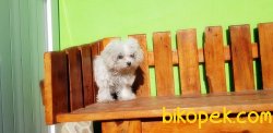 TEACUP DİŞİ MALTESE TERRİER YAVRUMUZ 7 AYLIK 2