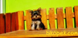 FİNCAN BOY 7 AYLIK TEACUP DİŞİ YORKSHİRE TERRİER 3