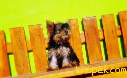 FİNCAN BOY 7 AYLIK TEACUP DİŞİ YORKSHİRE TERRİER 4