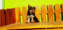 FİNCAN BOY 7 AYLIK TEACUP DİŞİ YORKSHİRE TERRİER 1