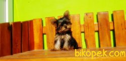 FİNCAN BOY 7 AYLIK TEACUP DİŞİ YORKSHİRE TERRİER 5