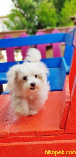 7 AYLIK TEACUP MALTESE TERRİER DİŞİ YAVRUMUZ 5