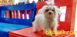 7 AYLIK TEACUP MALTESE TERRİER DİŞİ YAVRUMUZ 4