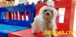 7 AYLIK TEACUP MALTESE TERRİER DİŞİ YAVRUMUZ 1