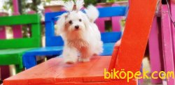 7 AYLIK TEACUP MALTESE TERRİER DİŞİ YAVRUMUZ 3