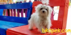 7 AYLIK TEACUP MALTESE TERRİER DİŞİ YAVRUMUZ 2