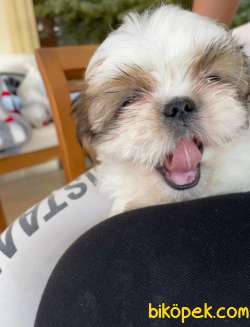 7 Göbek Shih Tzu 3