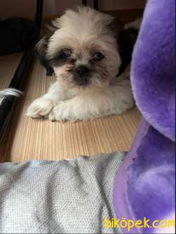 7 Göbek Shih Tzu 1