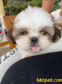 7 Göbek Shih Tzu 4