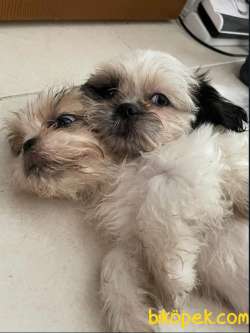 7 Göbek Shih Tzu 2