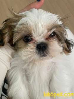 7 Göbek Shih Tzu 5