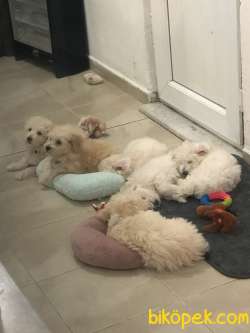 7 Haftalık 6 Adet Yavrum ( 4 Erkek/2 Dişi ) Satilik 2