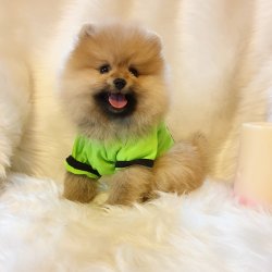 Pomeranian Boo Teddy Bear Yavrular 5