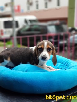Orjinal Dışı Beagle 70 Günlük 3