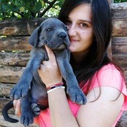 Üst Kalite Cane Corso Yavrularımız Çiftlikten 1