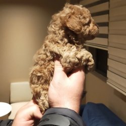 TOY POODLE YAVRULAR 4