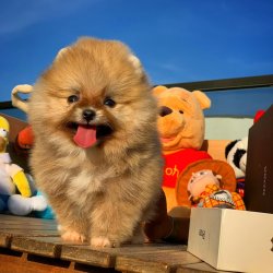 Yeni Gelen TeddyBear PomeranianBoo Yavrularımızdan 1