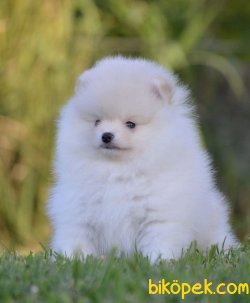 Ayi Surat Orjinal Pomeranian Boo Yavrularimiz 2